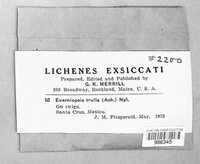 Everniopsis trulla image